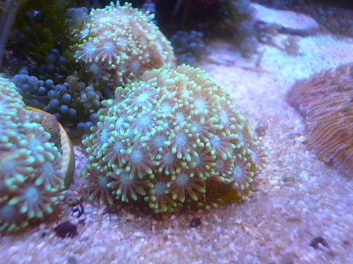 アワサンゴ　グリーン　２０２５年１１月２０日撮影