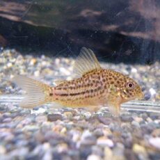 コリドラス　ジャンクションガラナ①　２０２５年１１月１８日入荷