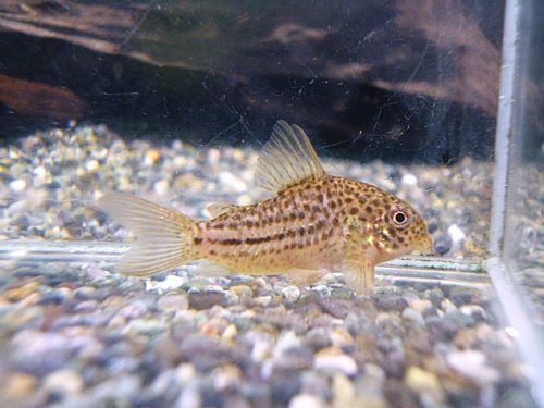 コリドラス　ジャンクションガラナ①　２０２５年１１月１８日入荷