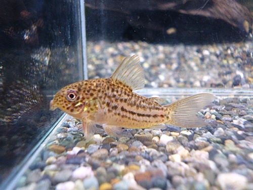 コリドラス　ジャンクションガラナ