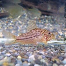 コリドラス　ジャンクションガラナ②　２０２５年１１月１８日入荷