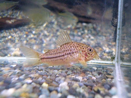 コリドラス　ジャンクションガラナ②　２０２５年１１月１８日入荷