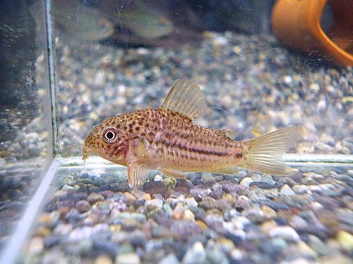 コリドラス　ジャンクションガラナ