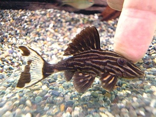 サンダーロイヤルプレコ