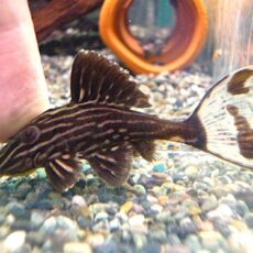 サンダーロイヤルプレコ①　２０２５年１０月２５日入荷