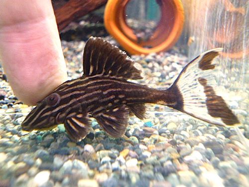 サンダーロイヤルプレコ①　２０２５年１０月２５日入荷