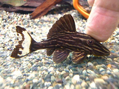 サンダーロイヤルプレコ