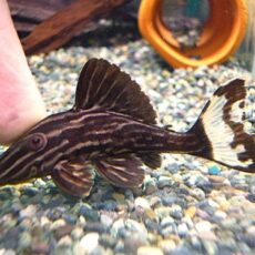 サンダーロイヤルプレコ②　２０２５年１０月２５日入荷