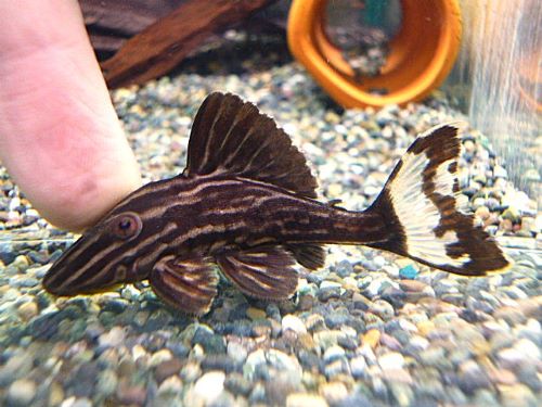 サンダーロイヤルプレコ②　２０２５年１０月２５日入荷