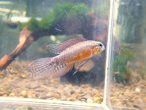 アピスト エリザベサエ スーパーレッド ペア③ 2025年11月18日入荷 エリザベサエ