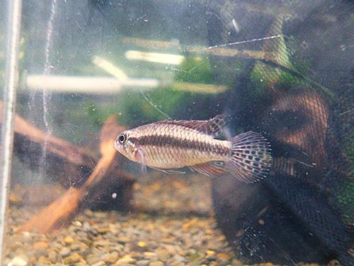 アピスト エリザベサエ スーパーレッド ペア③ 2025年11月18日入荷 エリザベサエ