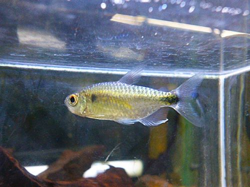 ブルーダイヤモンドコンゴテトラ