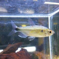 ブルーダイヤモンドコンゴテトラ　ペア　２０２５年１１月１７日入荷