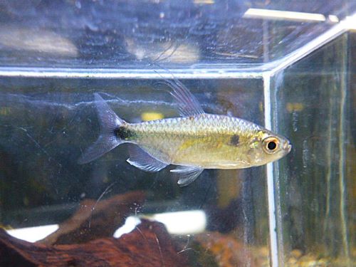 ブルーダイヤモンドコンゴテトラ　ペア　２０２５年１１月１７日入荷