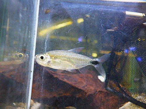 ブルーダイヤモンドコンゴテトラ