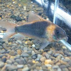 コリドラス　スーパーエクエス　２０２５年１１月１７日入荷