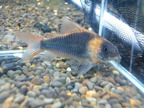 コリドラス　スーパーエクエス　２０２５年１１月１７日入荷