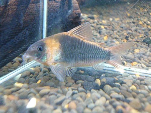 コリドラス　スーパーエクエス