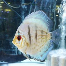 コバルトブルーディスカス③　２０２５年１１月９日入荷