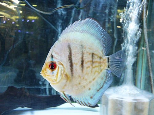 コバルトブルーディスカス③　２０２５年１１月９日入荷