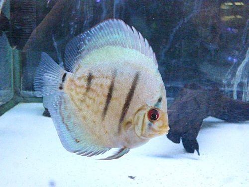 コバルトブルー・ディスカス