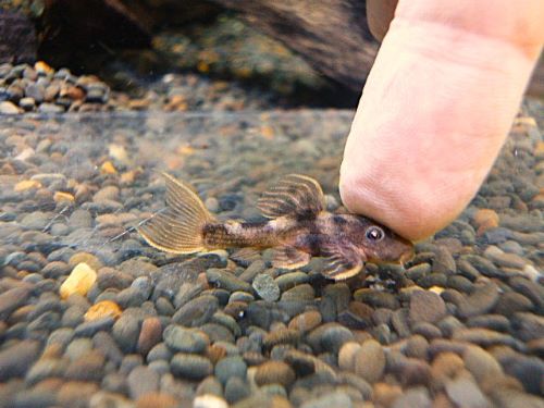 ウルトラスカーレットトリムプレコ