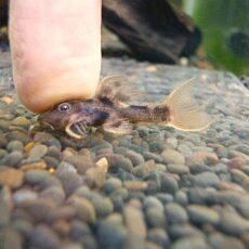 ウルトラスカーレットトリムプレコ　２０２５年１１月１５日入荷