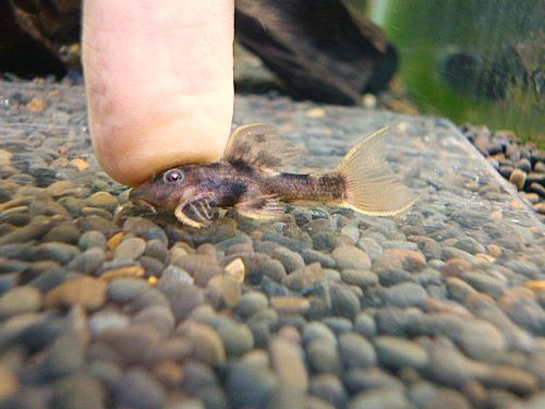 ウルトラスカーレットトリムプレコ　２０２５年１１月１５日入荷