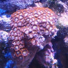 マメスナ　メタリックレッド　２０２５年１１月２１日撮影