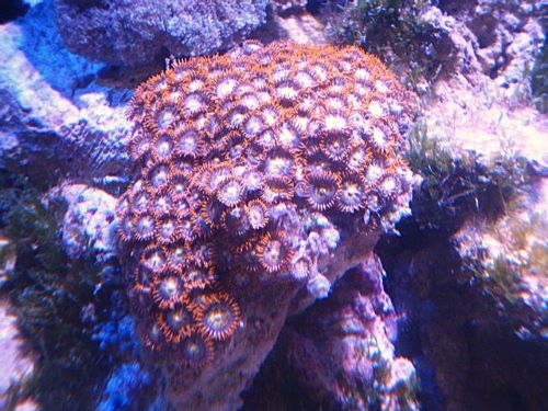 マメスナ　メタリックレッド　２０２５年１１月２１日撮影