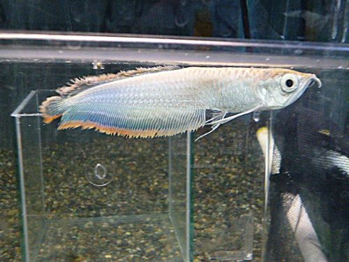 ブラックアロワナ