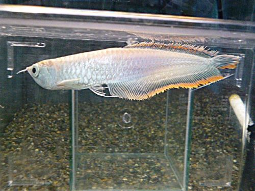 ブラックアロワナ