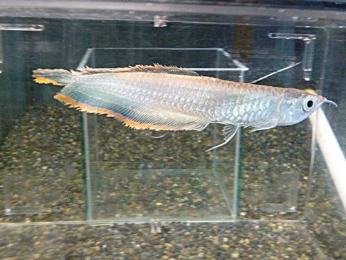 ブラックアロワナ