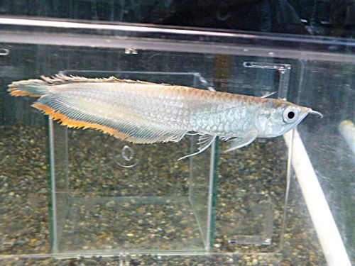 ブラックアロワナ