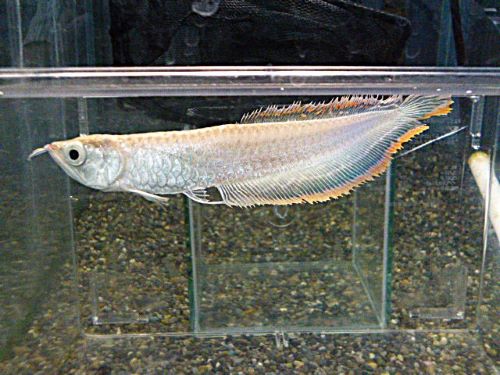 ブラックアロワナ