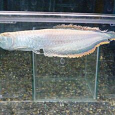 プラチナブラックアロワナ　２０２５年３月３０日入荷