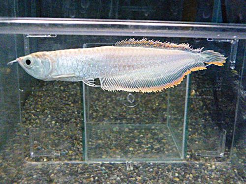 プラチナブラックアロワナ　２０２５年３月３０日入荷