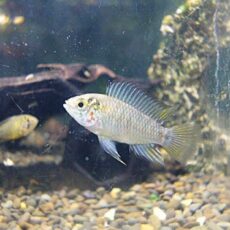 アピスト　ボレリー　ペア　　２０２５年１１月６日入荷