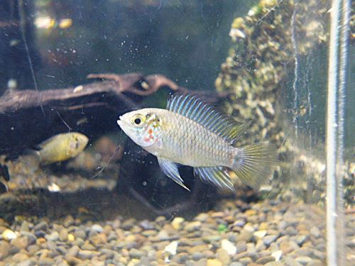 アピスト　ボレリー　ペア　　２０２５年１１月６日入荷