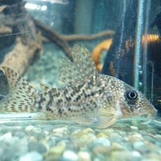 コリドラス　タイガーアンチェスター①　２０２５年１１月１３日入荷