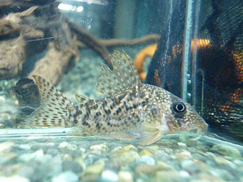 コリドラス　タイガーアンチェスター①　２０２５年１１月１３日入荷