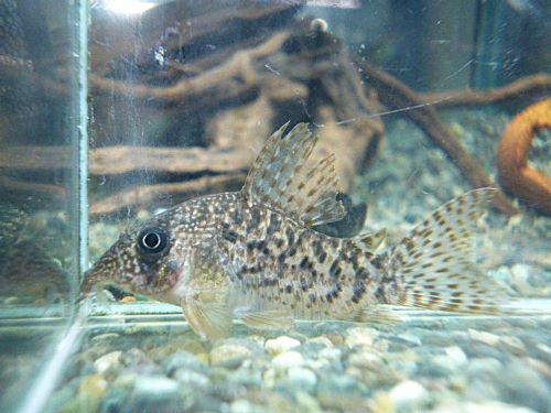 コリドラス　タイガーアンチェスター