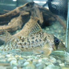 コリドラス　タイガーアンチェスター②　２０２５年１１月１３日入荷