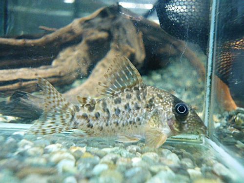 コリドラス　タイガーアンチェスター②　２０２５年１１月１３日入荷