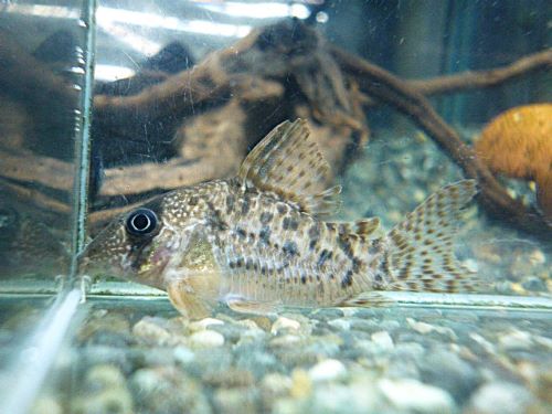 コリドラス　タイガーアンチェスター