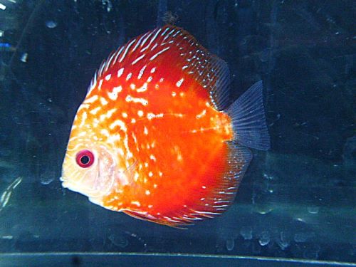 スターダストレッドスネーク・ディスカス