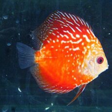 スペシャルプライス４匹目　スターダストレッドスネークディスカス　