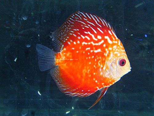 スペシャルプライス４匹目　スターダストレッドスネークディスカス　