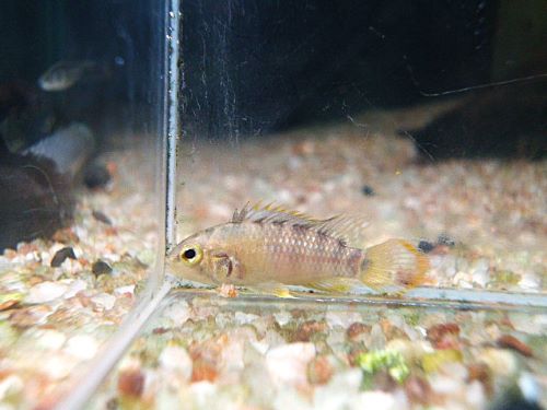 バエンスヒ（インカ）