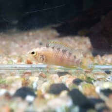 アピスト　バエンスヒ　サンマルティン　ペア　２０２５年１１月１１日入荷